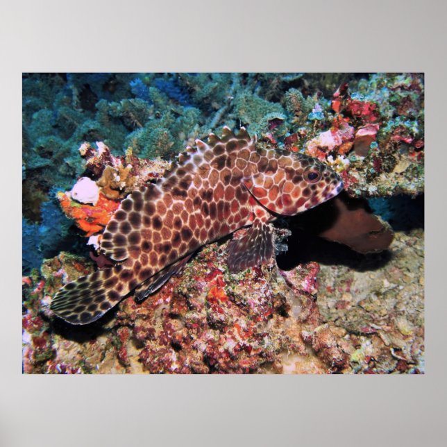 Honeycomb Grouper Poster (Vorne)