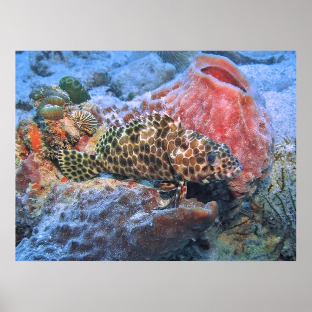 Honeycomb Grouper Poster (Vorne)