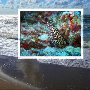 Honeycomb Moray Eel Peeking Out from Coral Postkarte