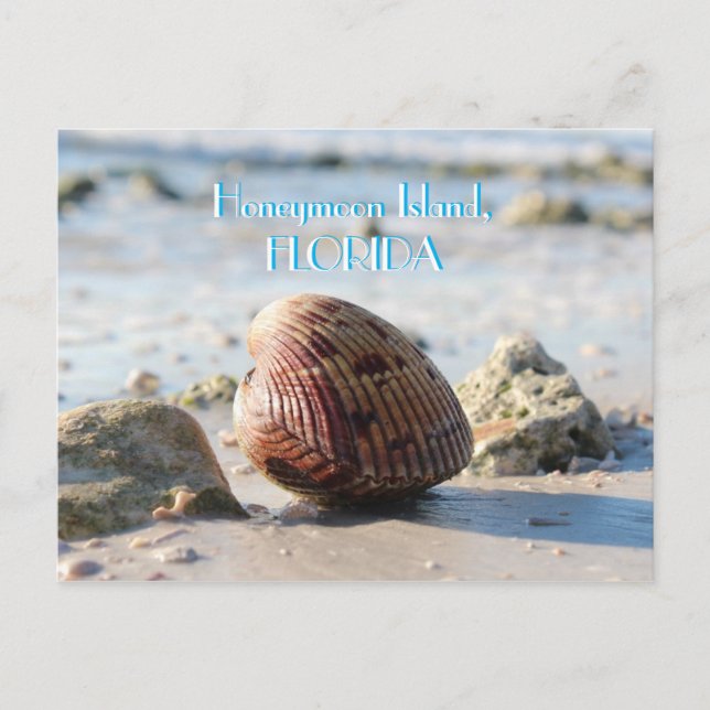 Honeymoon Island, Florida Beach Seashell Postkarte (Vorderseite)