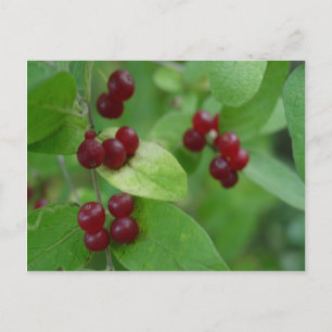 Honeysuckle Berries Postkarte