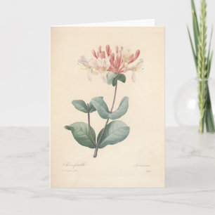 Honeysuckle by Redoute Botanical Sympathy Card Dankeskarte