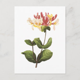 Honeysuckle(Lonicera sp.) von Redouté Postkarte