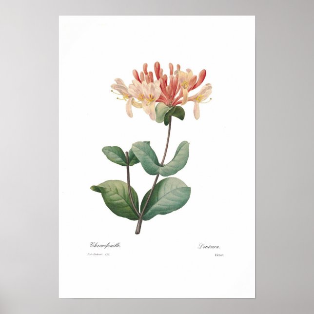 Honeysuckle Poster (Vorne)