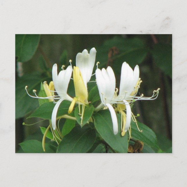 Honeysuckle Postkarte (Vorderseite)