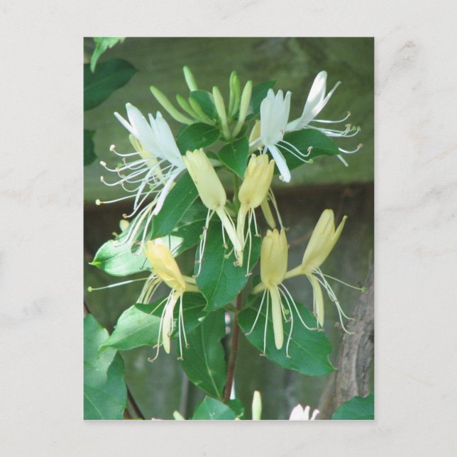 Honeysuckle Postkarte (Vorderseite)