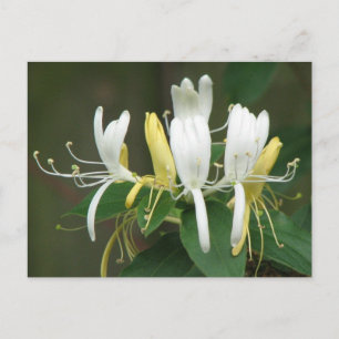 Honeysuckle Postkarte