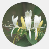 Honeysuckle