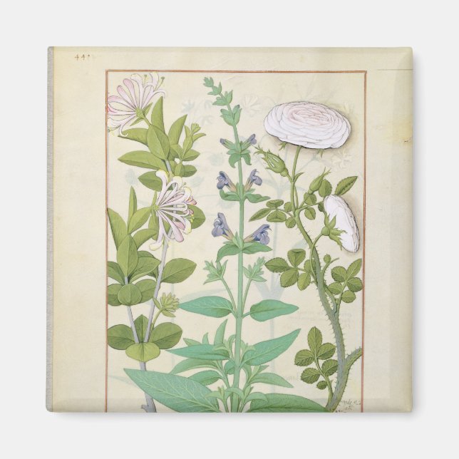Honeysuckle, Sage und Rose Magnet (Vorne)