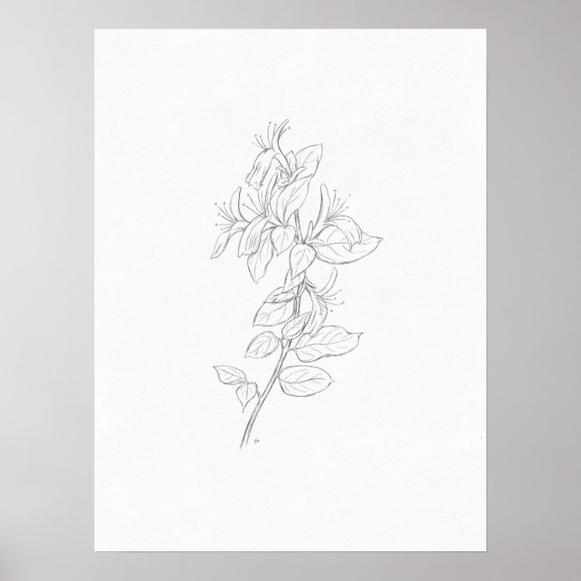 Honeysuckle Sketch Art Print Poster (Vorne)