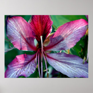 Hongkong Orchid Tree Blume Poster