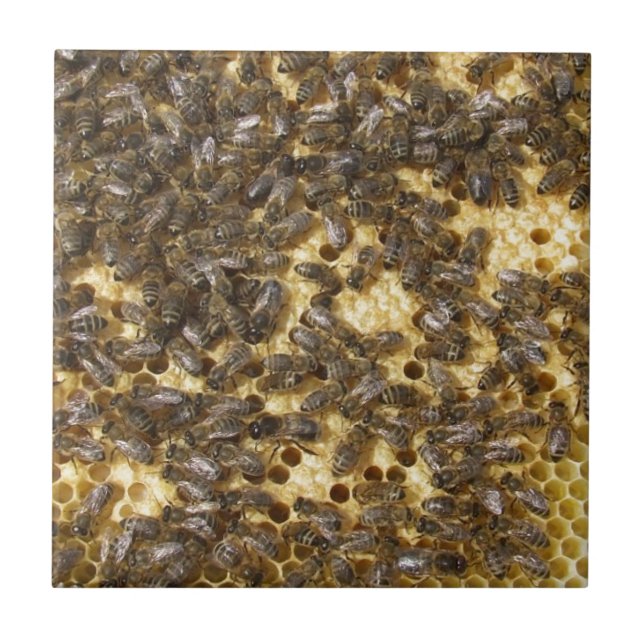 Honig-Bienen überall Fliese (Vorderseite)