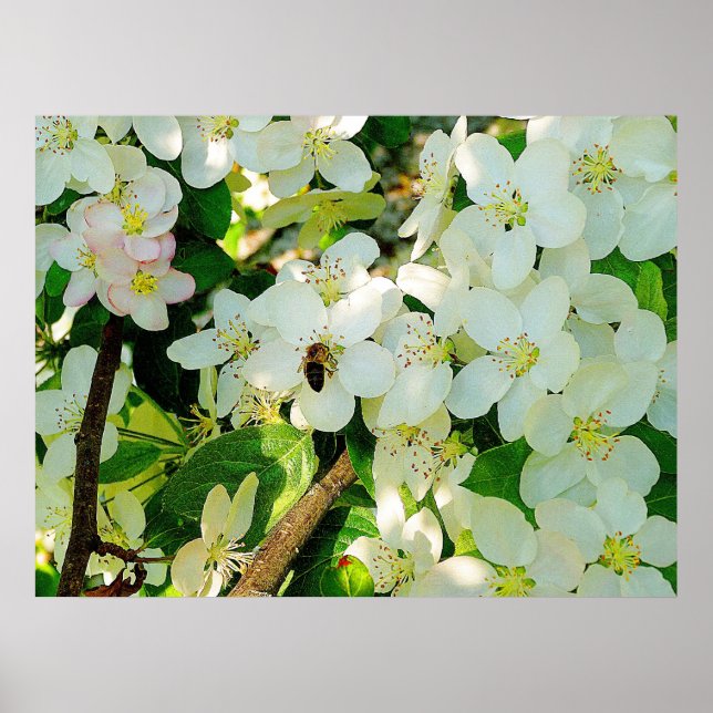 Honig machen poster (Vorne)