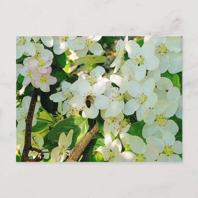 Honig machen postkarte (Vorderseite)