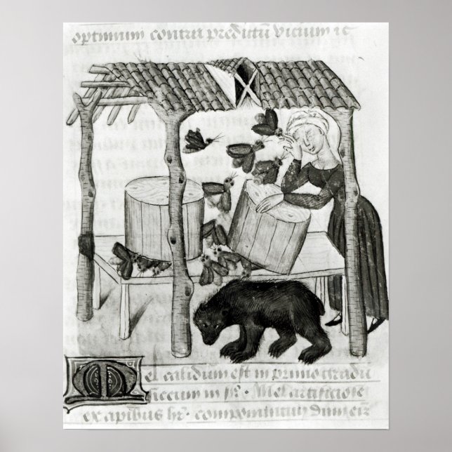 Honig sammeln poster (Vorne)