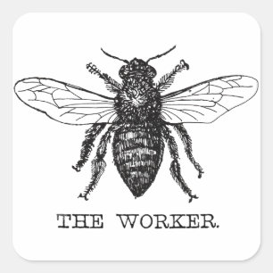 Honig Schwarze Hummel Arbeiterbiene Quadratischer Aufkleber