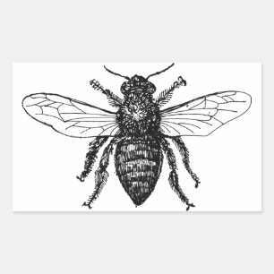 Honig Schwarze Hummel Arbeiterbiene Rechteckiger Aufkleber