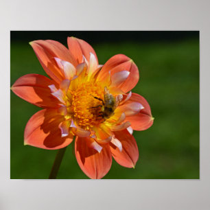 Honigbiene an der Orangendahlia Poster