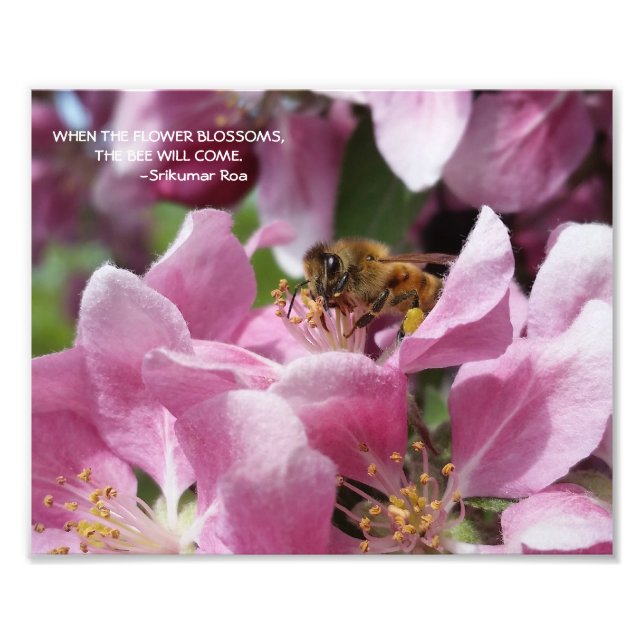 Honigbiene auf Crabapple Blossom mit Zitat Fotodruck (Vorne)