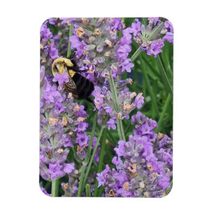 Honigbiene auf dem Lavendel Magnet
