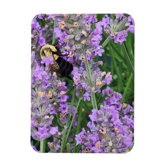 Honigbiene auf dem Lavendel Magnet (Vertikal)