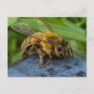 Honigbiene auf einem Stein Postkarte