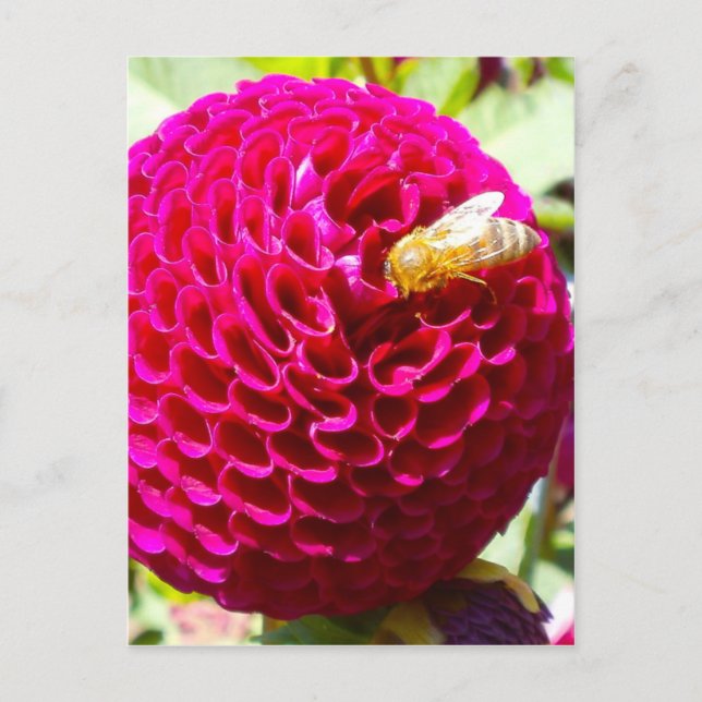 Honigbiene auf einer Blume Postkarte (Vorderseite)