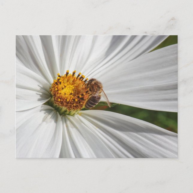 Honigbiene auf einer White Cosmos-Blume Postkarte (Vorderseite)
