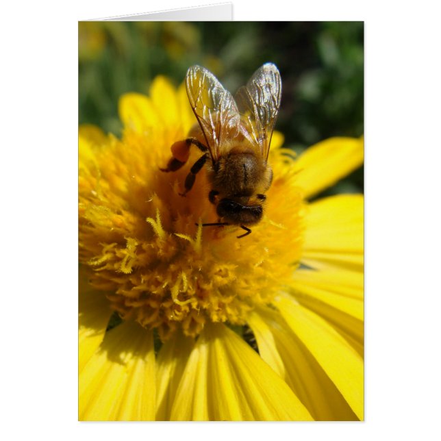 Honigbiene auf gelben Sonnenblumen Farbe mild (Vorne)