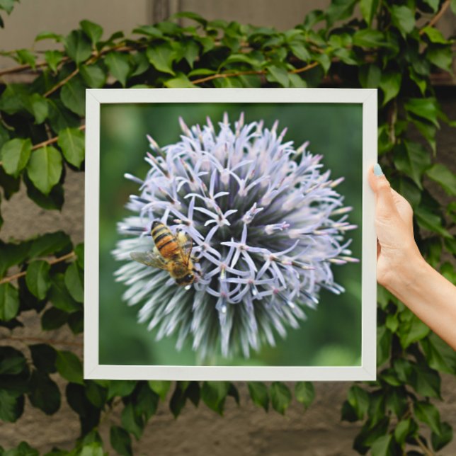 Honigbiene auf Globe Thistle Floral Fotodruck (In Situ (Framed))