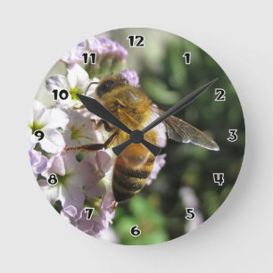 Honigbiene auf heliotropischer runder Wanduhr