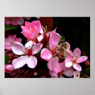Honigbiene auf hübschen rosa Blüten Poster