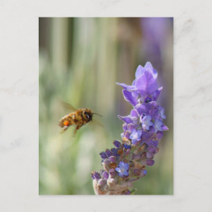 Honigbiene auf Lavendel Postkarte