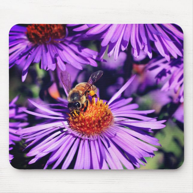 Honigbiene auf Lila Aster-Blume Mousepad (Vorne)