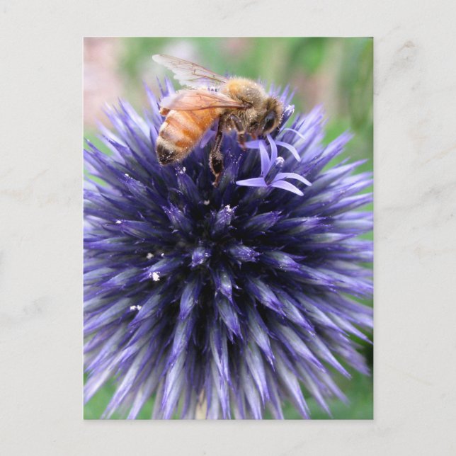 Honigbiene auf Lila Globe Thistle-Blume Postkarte (Vorderseite)