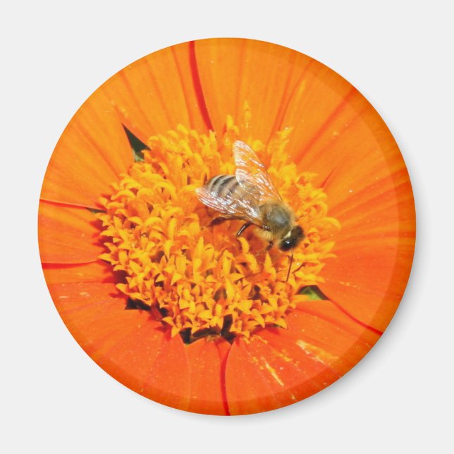 Honigbiene auf orangefarbenem Magnet (Vorne)