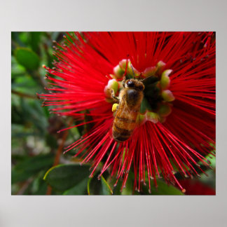 Honigbiene auf rotem Blumenfoto-Druck Poster