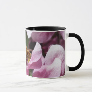 Honigbiene bestäubt die Blüte des rosa Apfelbaums Tasse