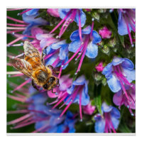 Honigbiene Florale Wandkunst | Farbige Makro-Natur