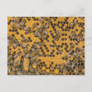 Honigbiene Foto 2 Queen Cells on Honigwabe . Postkarte