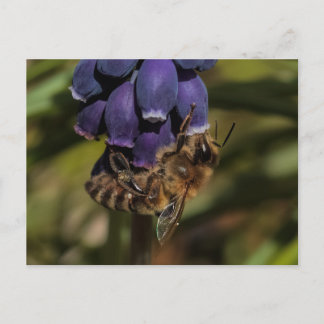 Honigbiene genießt eine dunkelblaue Blume Postkarte