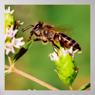 Honigbiene in Aktion Poster