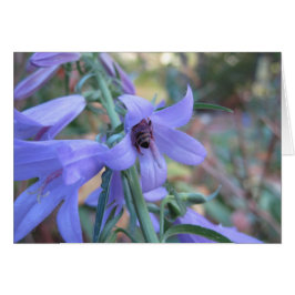 Honigbiene in Harebell