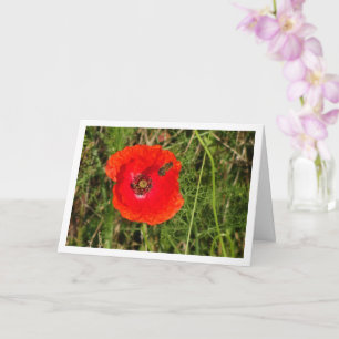Honigbiene in Red Poppy Card Karte