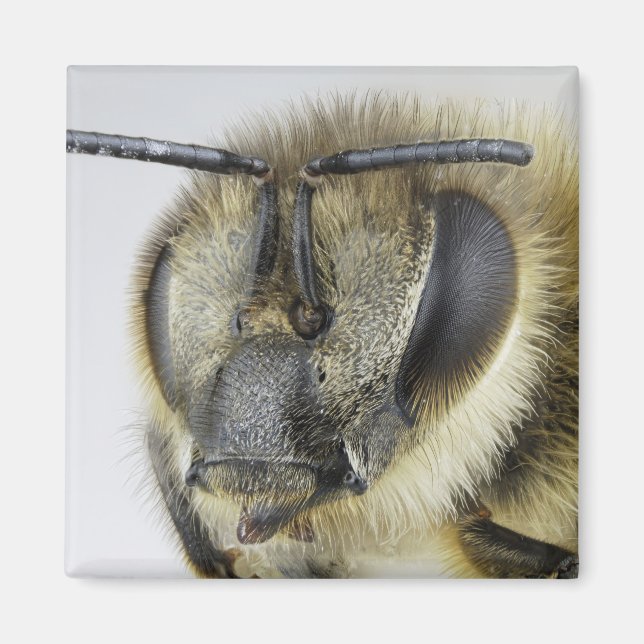 Honigbiene Magnet (Vorne)