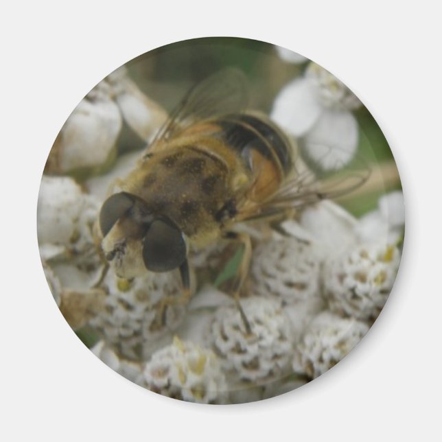 Honigbiene und Blume Magnet (Vorne)