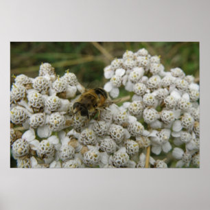 Honigbiene und Blume Poster