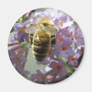 Honigbiene und Buddleia Blume Magnet