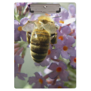 Honigbiene und Buddleia-Blume Zwischenablage Klemmbrett