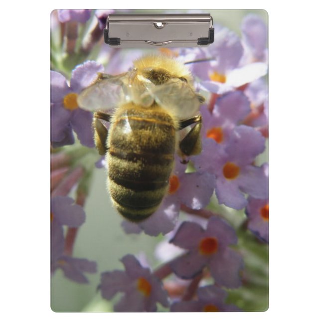 Honigbiene und Buddleia-Blume Zwischenablage Klemmbrett (Vorderseite)
